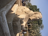 Lupo Egitto 042